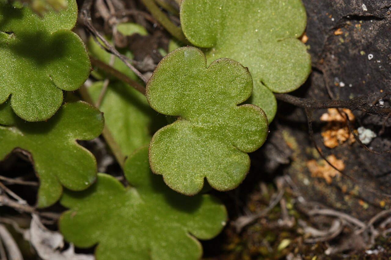 Sitka mistmaiden: Sitka Mistmaiden