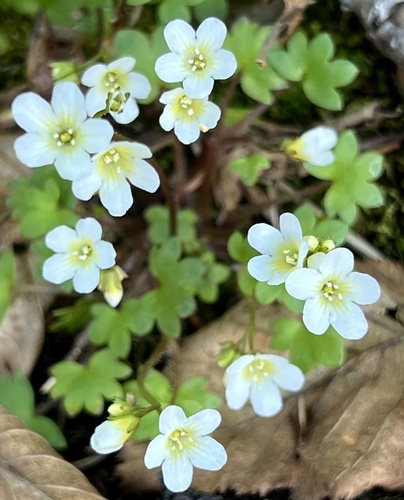 Sitka mistmaiden (Romanzoffia sitchensis)
