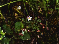 Thompson's mistmaiden (Romanzoffia thompsonii)
