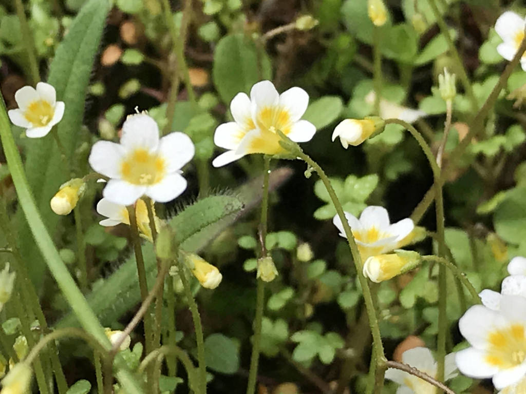 Thompson's mistmaiden (Romanzoffia thompsonii)