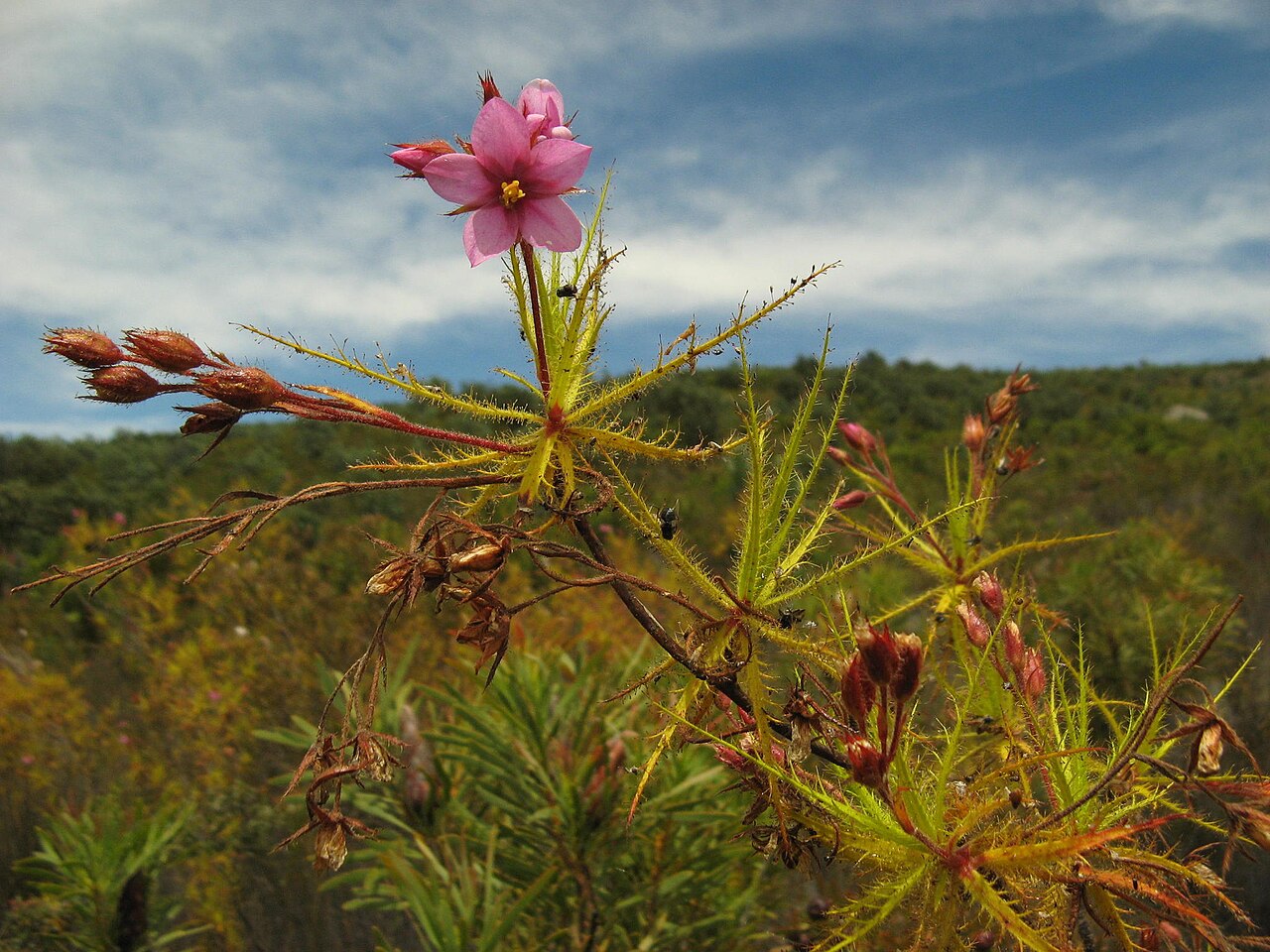 Roridula dentata: Northern dewstick , Roridula dentata , photographed by Nick Helme, on 9 December 2007, at the road to the south at Groot Winterhoek, near Dasklip Mountain Pass,