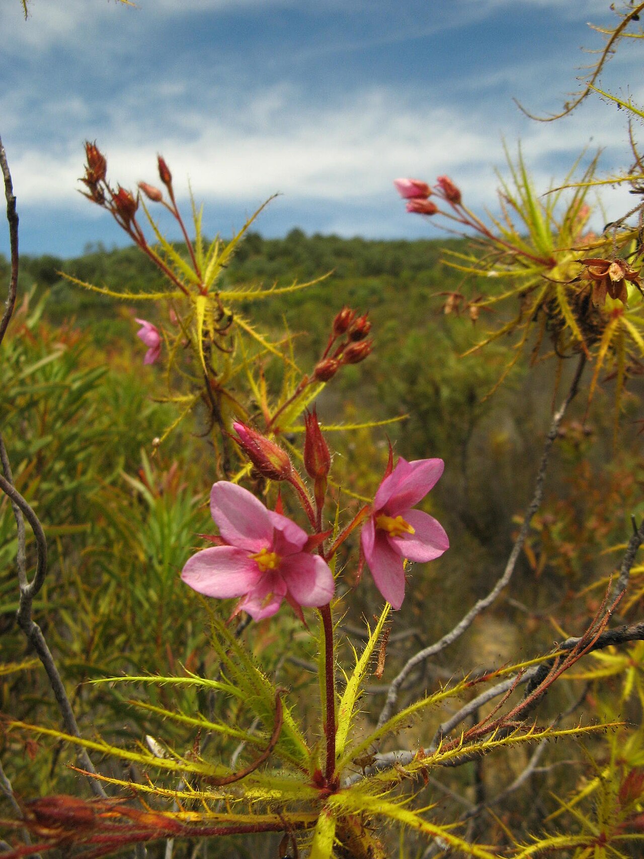 Roridula dentata: Northern dewstick , Roridula dentata , photographed by Nick Helme, on 9 December 2007, at the road to the south at Groot Winterhoek, near Dasklip Mountain Pass,