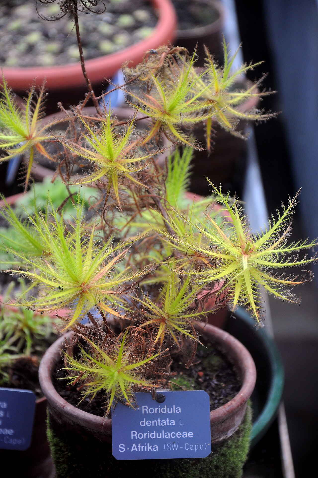 Roridula dentata: Roridula dentata