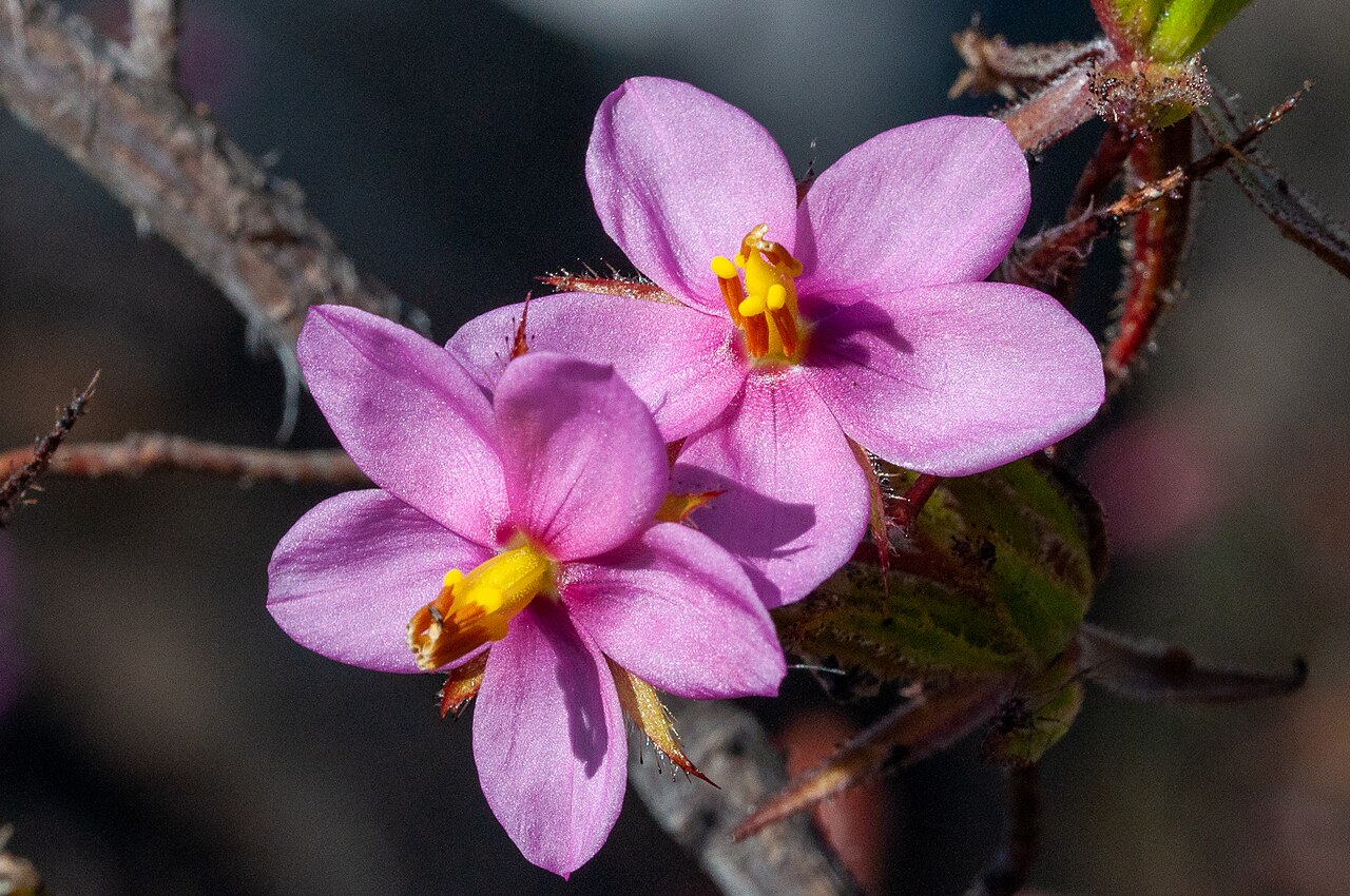 Roridula dentata: Northern Dewstick , Roridula dentata , photographed by Magriet B., on 24 September 2018, at Cedar plantation at Pietieskraalrivier, Krakadouw, Clanwilliam Count
