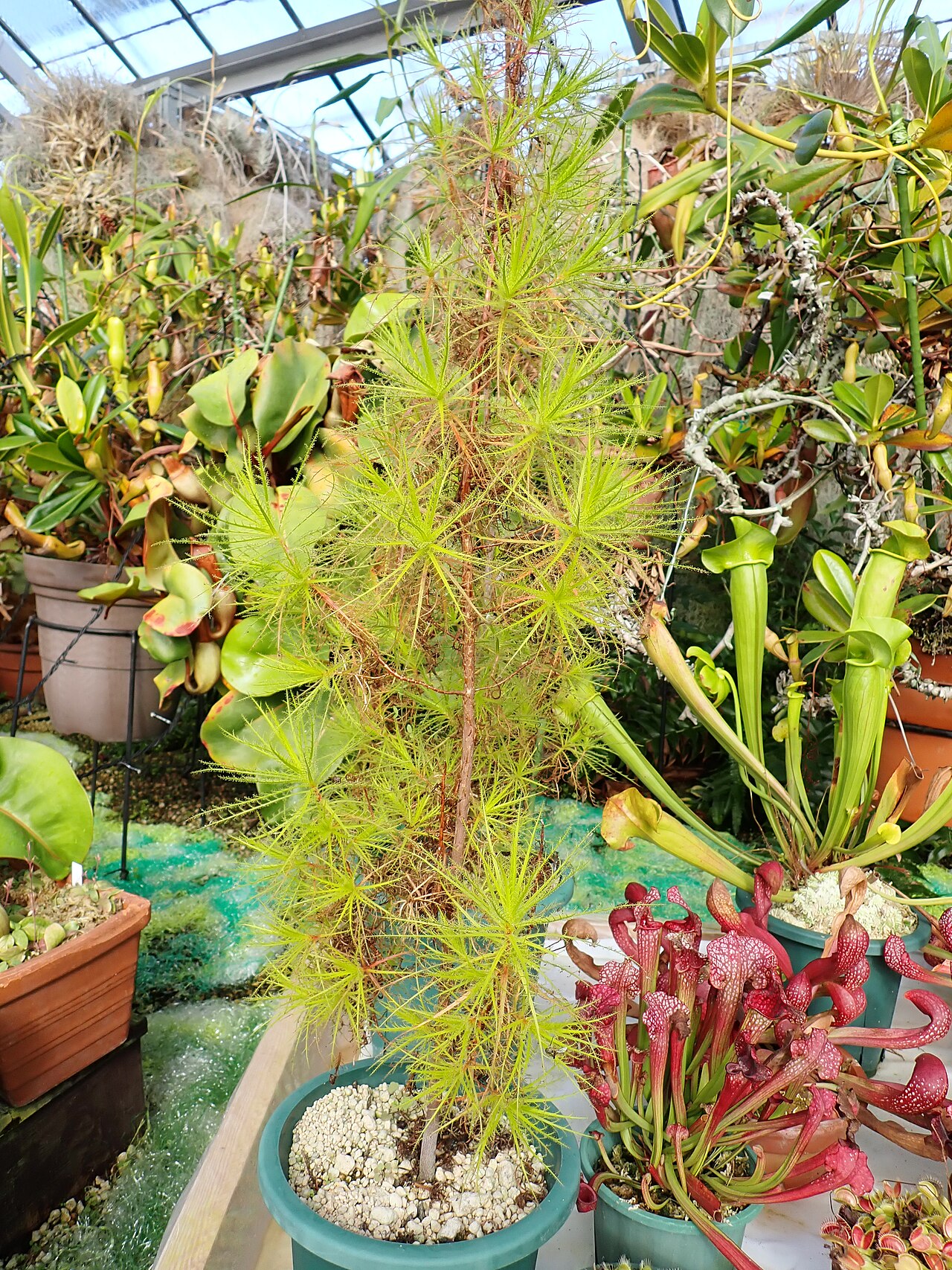 Roridula dentata: ロリドゥラ・デンタータ(2024年11月 兵庫県加西市 兵庫県立フラワーセンター)