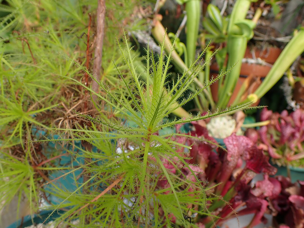 Roridula dentata: ロリドゥラ・デンタータの腺毛(2024年11月 兵庫県加西市 兵庫県立フラワーセンター)