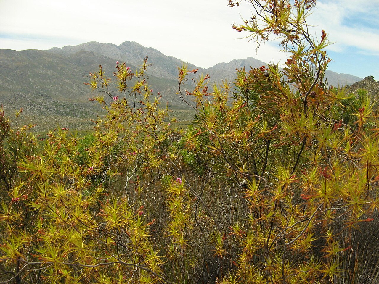 Roridula dentata: Northern dewstick , Roridula dentata , photographed by Nick Helme, on 9 December 2007, at the road to the south at Groot Winterhoek, near Dasklip Mountain Pass,