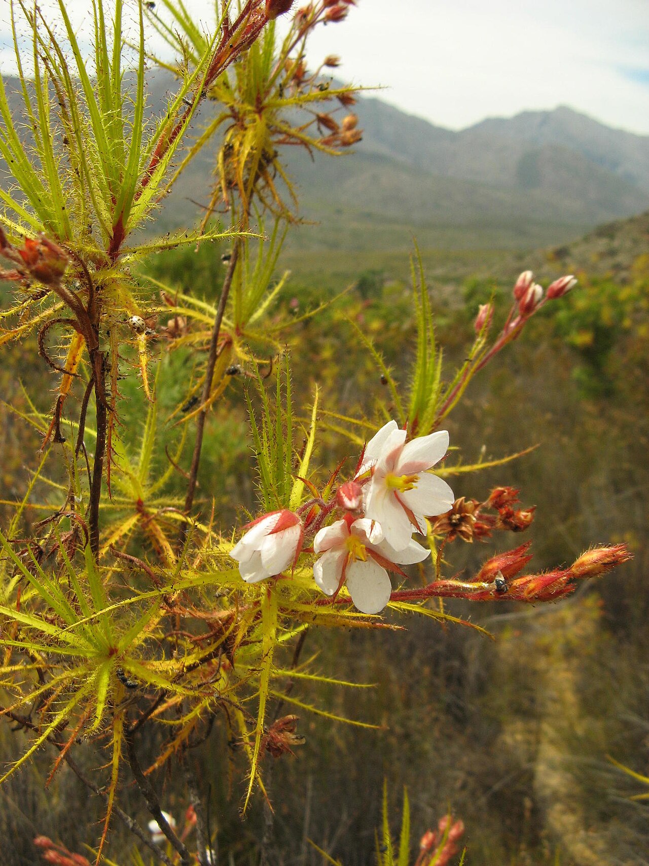 Roridula dentata: Northern dewstick , Roridula dentata , photographed by Nick Helme, on 9 December 2007, at the road to the south at Groot Winterhoek, near Dasklip Mountain Pass,