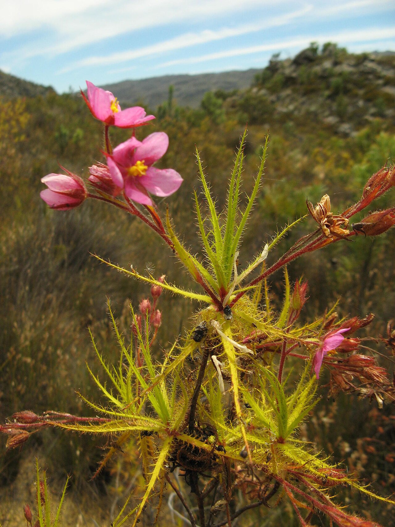 Roridula dentata: Northern dewstick , Roridula dentata , photographed by Nick Helme, on 9 December 2007, at the road to the south at Groot Winterhoek, near Dasklip Mountain Pass,
