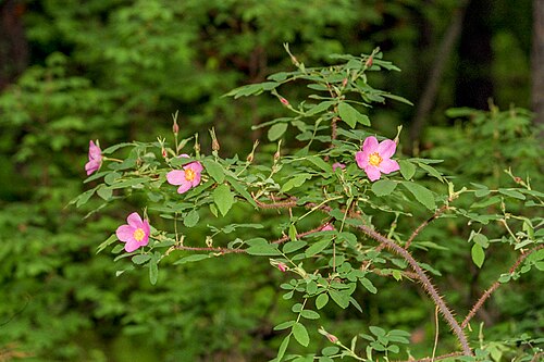 Prickly rose: The Arctic rose