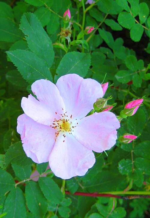 Prickly rose: Rosa acicularis, AKA Wild Rose, the Prickly Rose, or the Arctic Rose