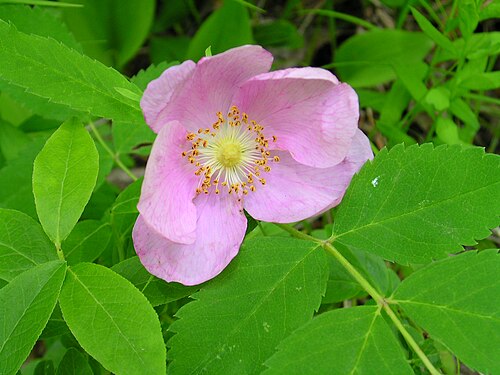Prickly rose: Rosa acicularis 1