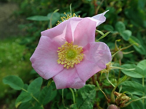 Prickly rose: Rosa acicularis Lindl., Europa-Rosarium Sangerhausen.