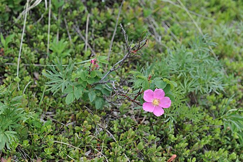 Prickly rose: Wild roses grow prolifically along the sides of recreation trails in the Greenbelt Park Reserve near Whitehorse, Yukon Territory. This rose is also known as the