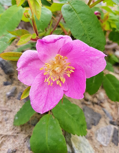 Prickly rose (Rosa acicularis)