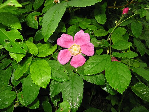 Prickly rose: Rosa acicularis , Aizu area, Fukushima pref., Japan