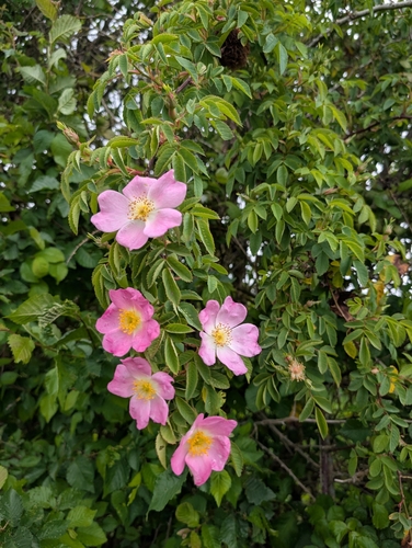 Dog rose (Rosa canina)