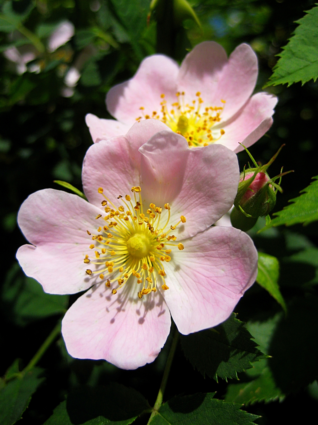 Dog rose: Divlja ruža u Rijeci