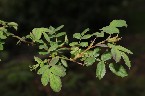 Dog rose (Rosa canina)