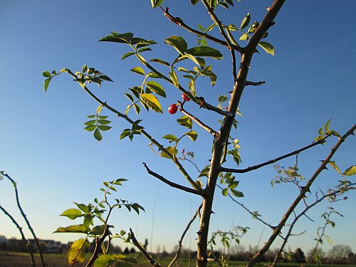 Dog rose: Hunds-Rose ( Rosa canina ) bei Hockenheim