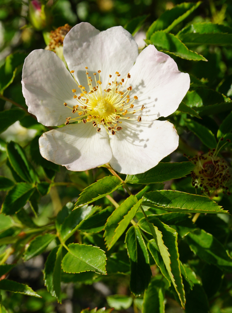 Dog rose (Rosa canina)