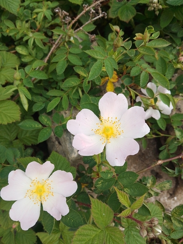 Dog rose (Rosa canina)