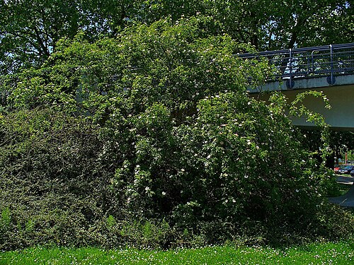 Dog rose: Rosa canina , Rosaceae, Dog Rose, habitus. Karlsruhe, Germany.