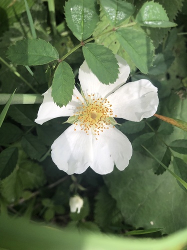 Dog rose (Rosa canina)
