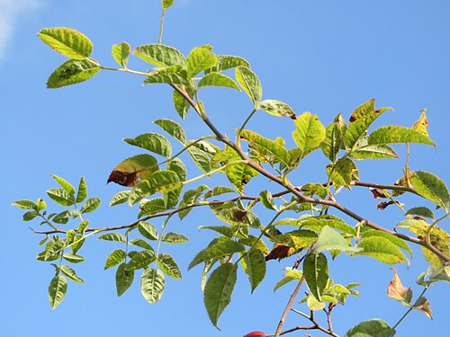 Dog rose: Blätter der Hunds-Rose ( Rosa canina ) in Hockenheim