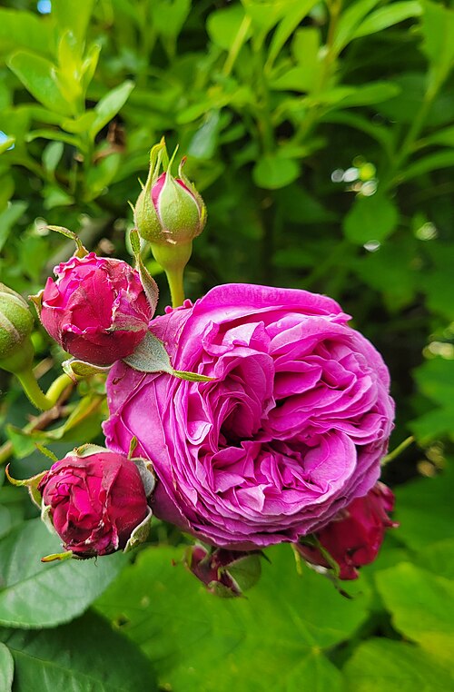 Cabbage rose: Fleur de R x Centifolia dite "Rose Chou"