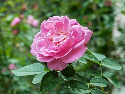 Cabbage rose: Rosa × centifolia.
