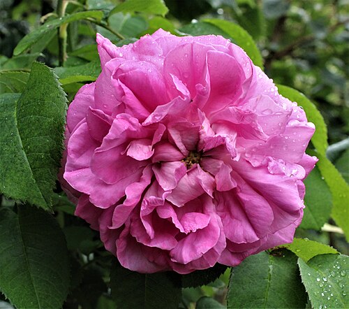 Cabbage rose: Forest-Montiers (Somme-France), Rosa x centifolia , rose Cent-feuilles, rose de Provence...