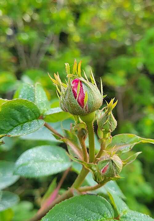 Cabbage rose: Rosa Centifolia