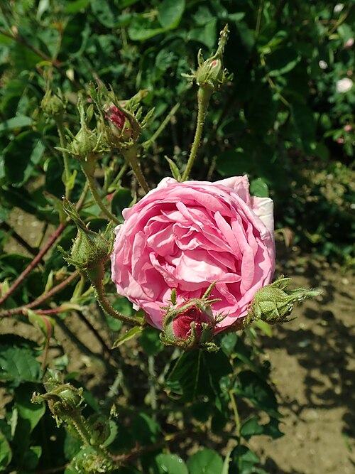Cabbage rose: Rosa × centifolia L., Europa-Rosarium Sangerhausen.