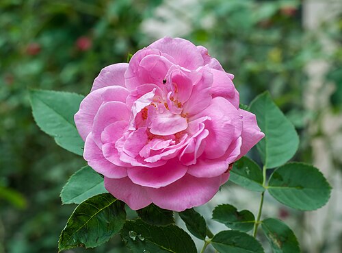 Cabbage rose: Rosa × centifolia.
