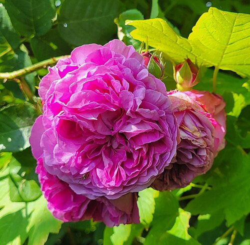 Cabbage rose: Rose Centfeuille type