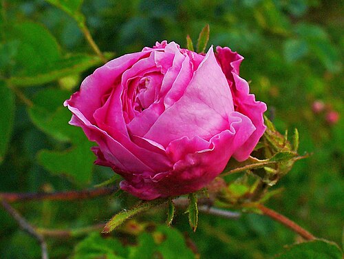 Cabbage rose: Rosa x centifolia , Rosaceae, Provence Rose, Cabbage Rose, Rose de Mai, flower.