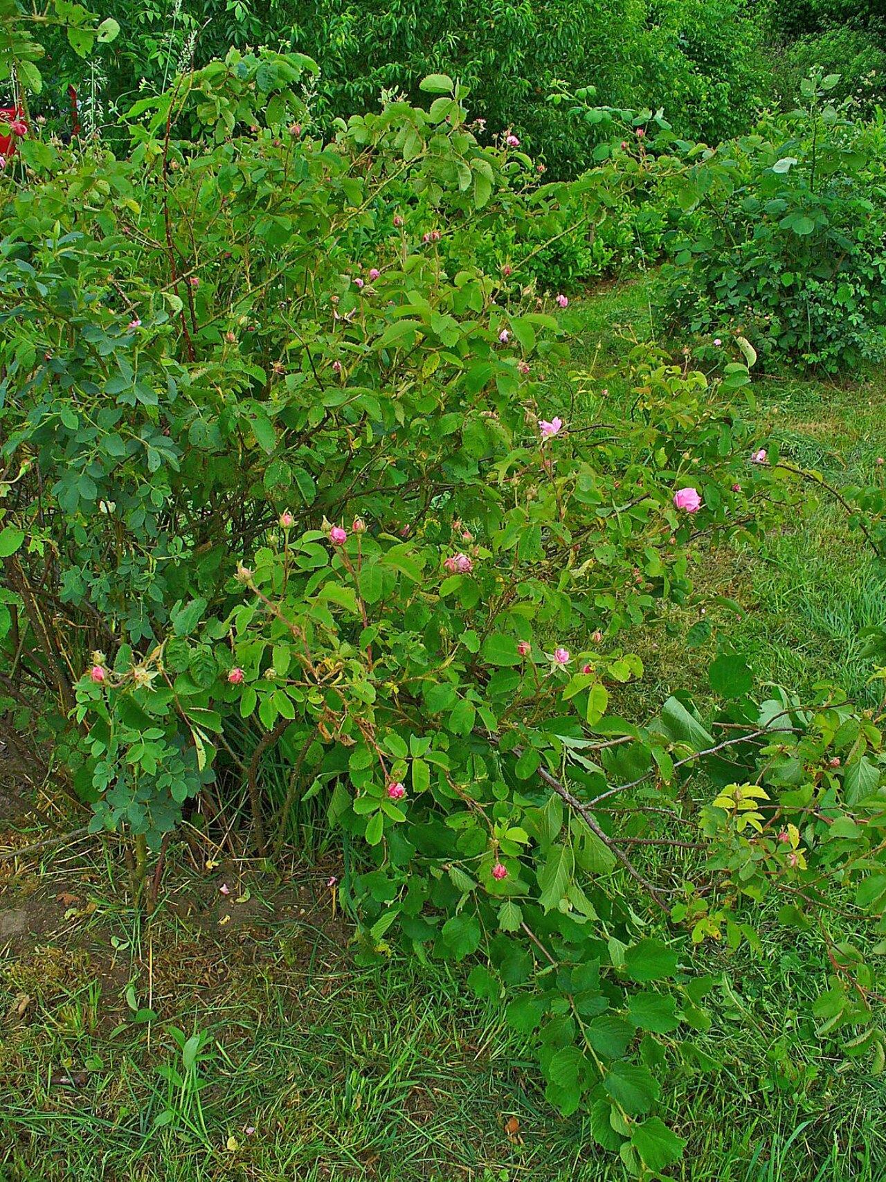 Cabbage rose: Rosa x centifolia , Rosaceae, Zentifolie, Habitus.