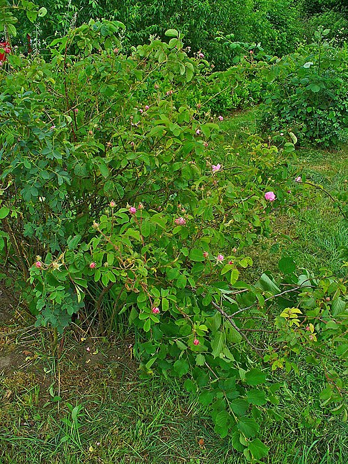 Cabbage rose: Rosa x centifolia , Rosaceae, Zentifolie, Habitus.