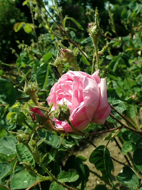 Cabbage rose: Rosa × centifolia L., Europa-Rosarium Sangerhausen.