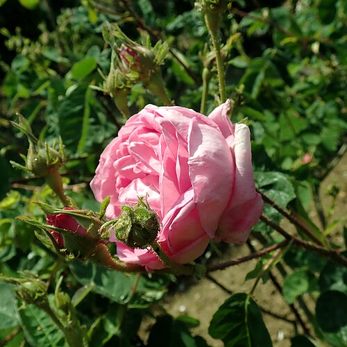 Cabbage rose: Rosa × centifolia L., Europa-Rosarium Sangerhausen.