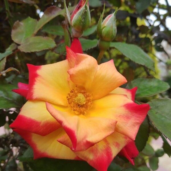 Chinese rose (Rosa chinensis)
