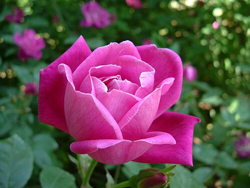 Chinese rose: ロサ キネンシス Rosa chinensis