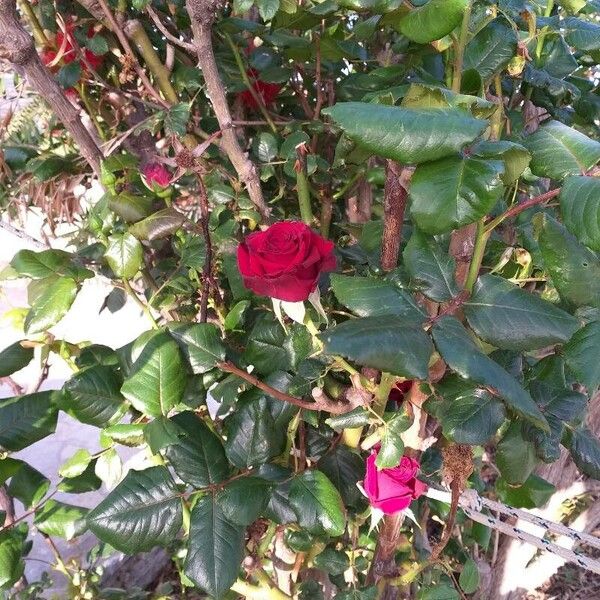 Chinese rose (Rosa chinensis)