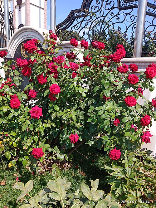 Chinese rose: Since childhood, it's very hard for me to tell the difference between Rose and one normal flower surrounding me - Monthly Season (Monthly Rose or Chinese Rose,