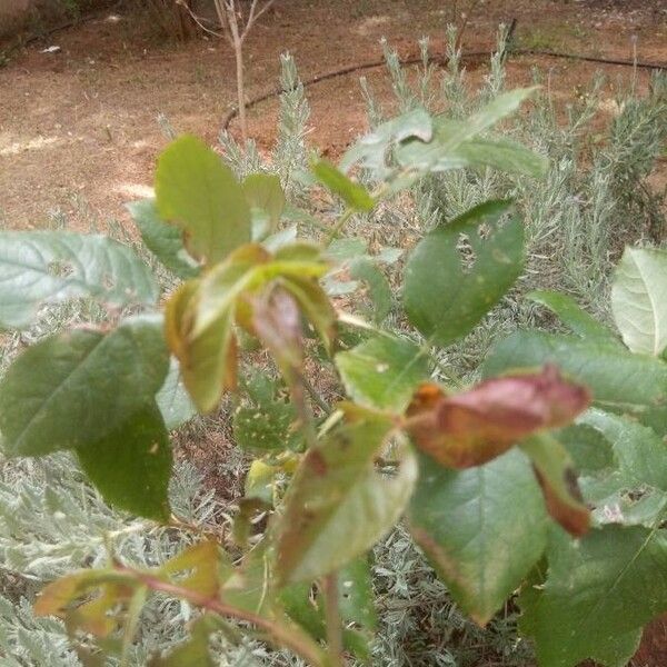 Chinese rose (Rosa chinensis)