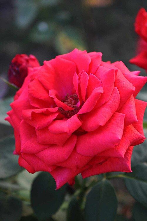 Chinese rose: Rosa chinensis