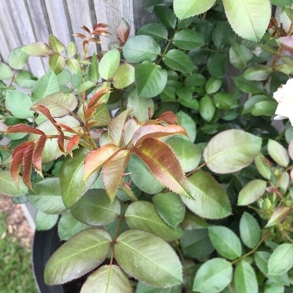 Chinese rose (Rosa chinensis)