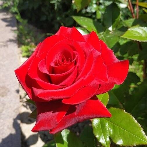 Chinese rose (Rosa chinensis)