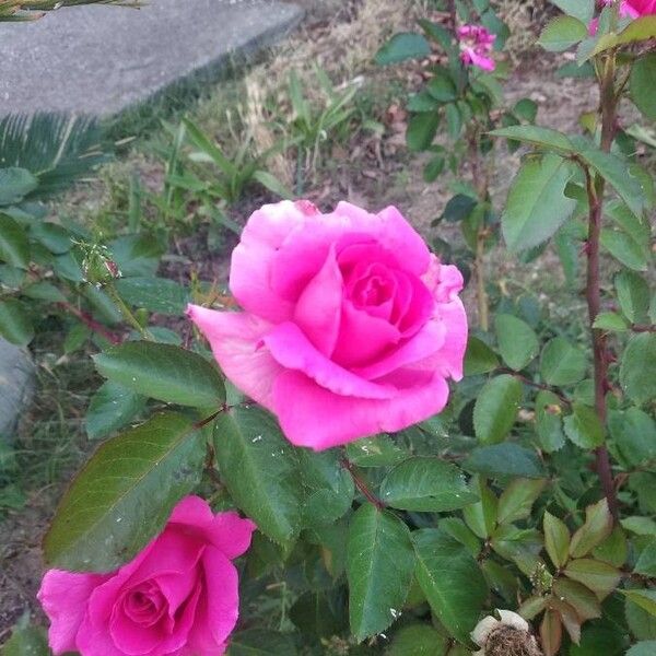 Chinese rose (Rosa chinensis)